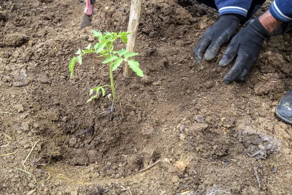 Plantation de plants de tomates dans le sol — Photo