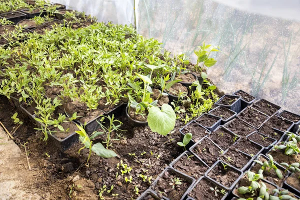 Plantas creciendo en una maceta en el invernadero casero . —  Fotos de Stock