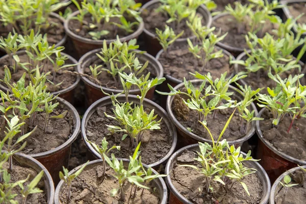 Tomate creciendo en una olla —  Fotos de Stock