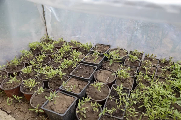 Choux de tomate dans un pot à la serre maison — Photo