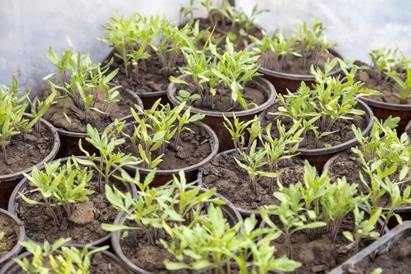 Choux de tomate dans un fond de pot — Photo