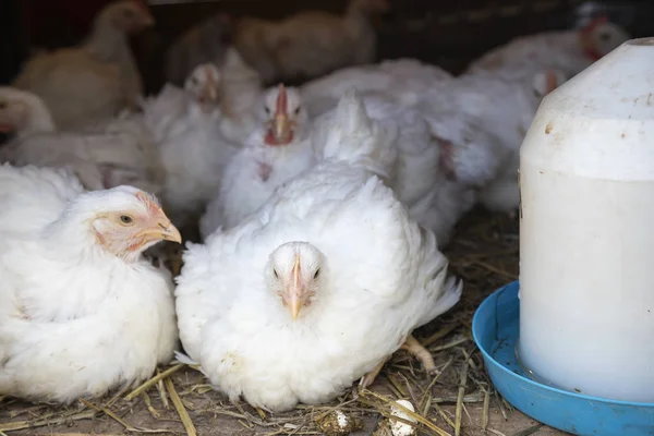 Vita broiler kycklingar i bur på fjäderfä gård — Stockfoto