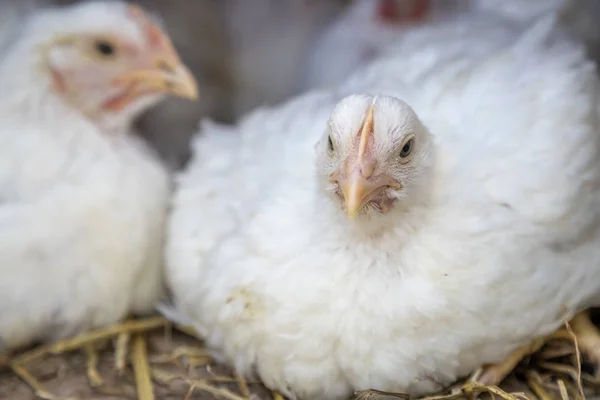 Vita kycklingar i bur på hönshus — Stockfoto