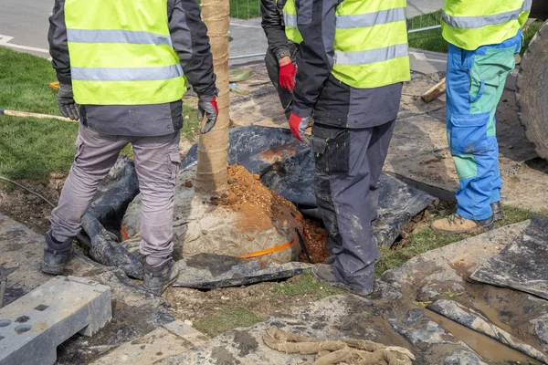 Trabajadores plantando una bola de raíz de árbol en el suelo — Foto de Stock