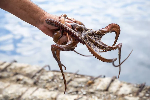 Fisherman hand holding living octopus 2 — Stock Photo, Image