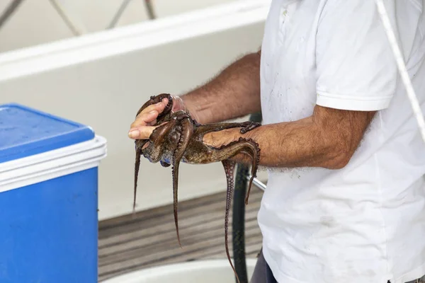 Hands holding just the caught octopus — Stock Photo, Image