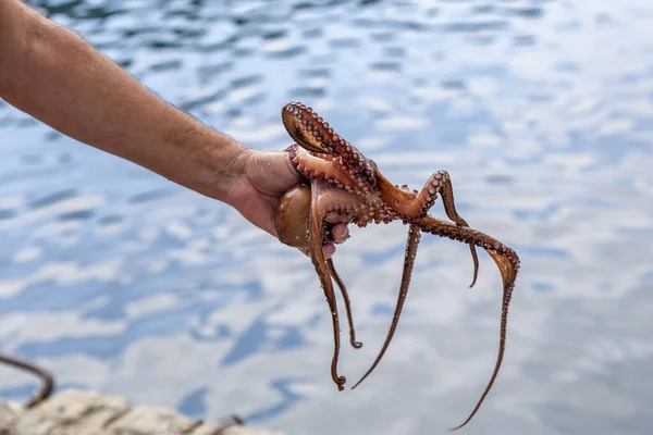 Living octopus in the hand of fisherman — Stock Photo, Image