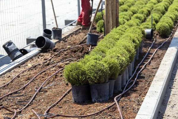 Plantio de plantas em novo parque — Fotografia de Stock