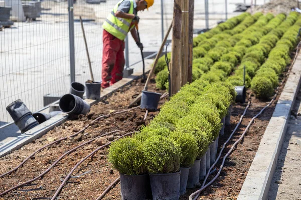 Cuidar das plantas — Fotografia de Stock