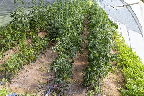 Tomates e pimentos que crescem em estufa — Fotografia de Stock