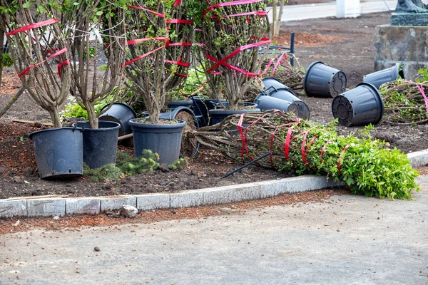 Sokak Ağaçları Park Ağaçları Kentsel Ormanlar Için Dekoratif Bitki Malzemeleri — Stok fotoğraf