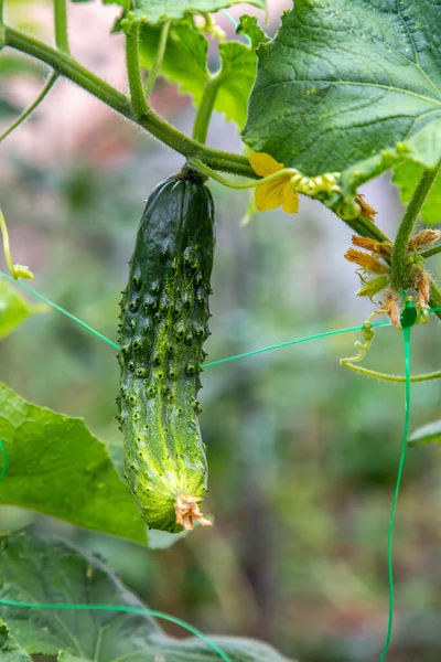 Genç Bitki Salatalığı Organik Bahçede Agrofiberin Üzerinde — Stok fotoğraf