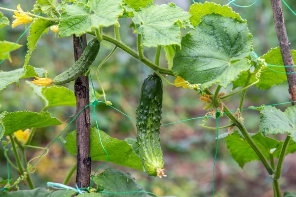 Genç Bitkiler Organik Bahçede Agrofiberde Salatalık Yiyor — Stok fotoğraf