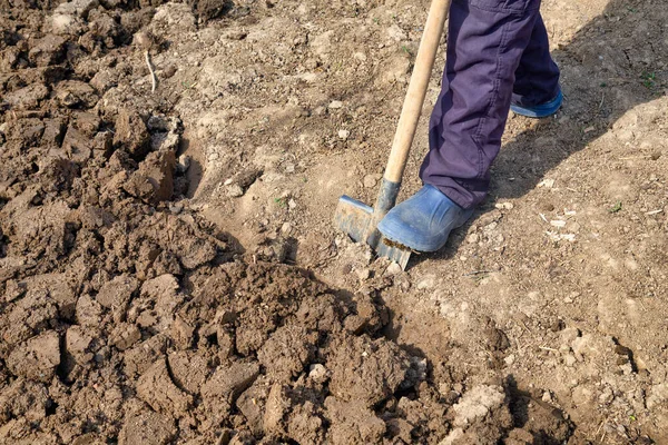 野菜の庭でシャベルで土を消化します 春の野菜を植えるための有機庭園の準備 — ストック写真