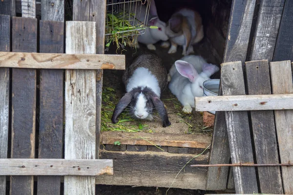 家兔在木屋里 选择焦点 家兔在木棚里吃草 — 图库照片
