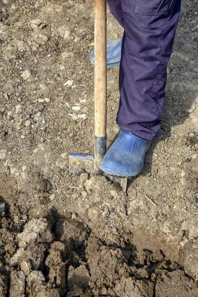 Gardener Digging Shovel Vegetable Garden Preparing Organic Garden Spring Planting — Stock Photo, Image