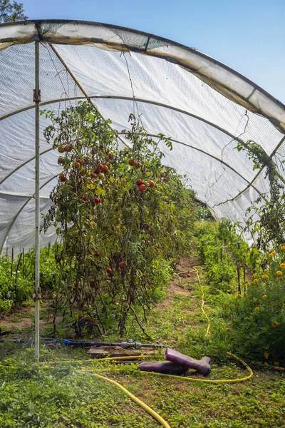 Cultivando Tomates Dentro Estufa Caseira Quintal — Fotografia de Stock