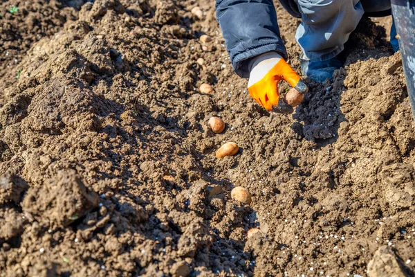 Hand Planten Aardappel Knollen Grond Aardappelen Planten Het Voorjaar — Stockfoto