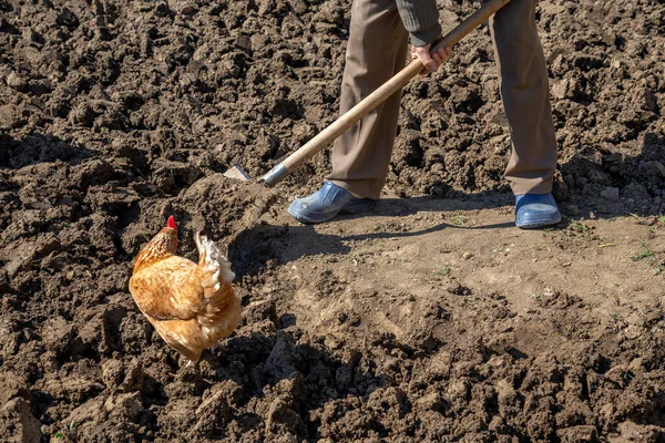 Gallina Jardín Busca Gusanos Con Trabajador Cava Suelo — Foto de Stock