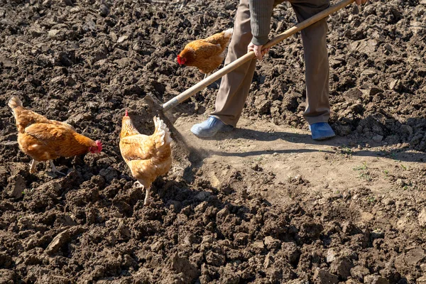 Kycklingarna Trädgården Söker Maskar Med Arbetare Gräver Jorden — Stockfoto