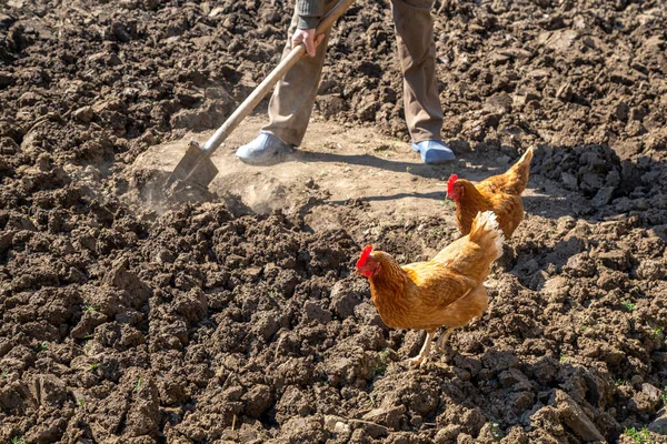 Kycklingarna Trädgården Med Arbetare Gräver Jorden Med Spade — Stockfoto