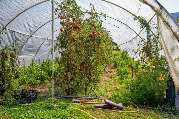 Tomatoes Peppers Growing Homemade Greenhouse Backyard — Stock Photo, Image