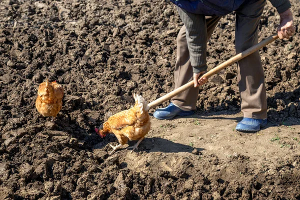 Две Курицы Саду Ищут Земляных Червей Рабочим Копает Почву — стоковое фото