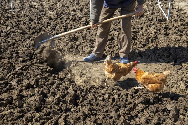 Две Курицы Саду Ищут Червей Рабочим Копает Почву — стоковое фото