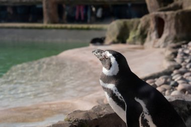 Bir penguen havuzu üzerinde bakıyor 