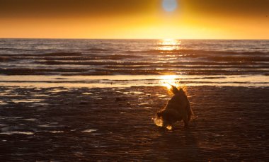 Shih Tzu gün batımında plajda plastik bir şişeyle oynar.