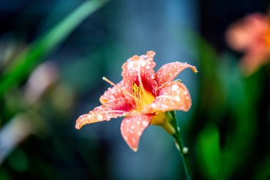 Bahçedeki çiçeğe yakın.