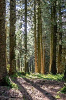 Çam ağaçlarının arasında