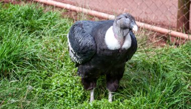 Akbaba, kafası kokainle kenarda durmuş bana bakıyordu.