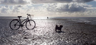 Sahilde bir erkek köpek ve bisiklet silueti.