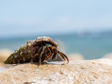 SAHİRLERİ ÇIĞLIKLARI BİR Fotokopi-uzayla BİR KUŞAĞINDA ÇIĞLIYOR
