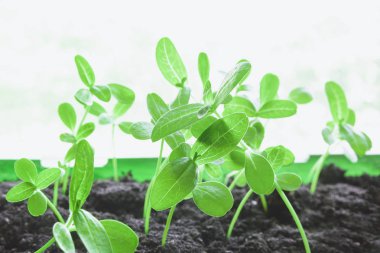 Fide kutusunda yer alan yeşil lahanası. GMOS alanında bilimsel araştırmanın geliştirilmesi kavramı, hastalığın bitki direnci, seçim, geleceğin biyoteknoloji. Arka plan