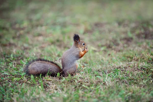Ot kemiren fındık üzerinde ormanda kabarık bir kuyruk ile Sincap.