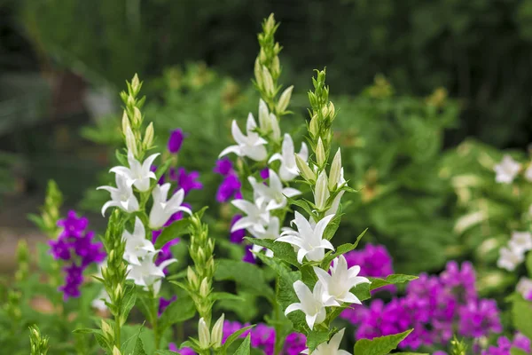 Çanların çoğu beyaz ve mordur..