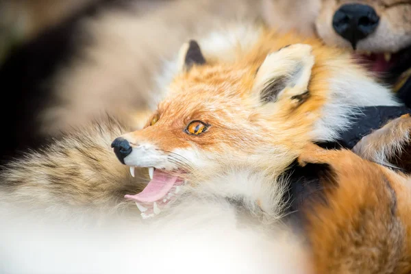 Stuffed Fox lying on the fur at the fair.