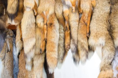 Fuarda pencerede asılı Red Fox pelts.