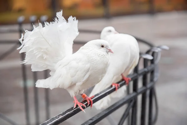 Два прекрасных белых голубя с пушистыми хвостами сидят на металлическом заборе . — стоковое фото