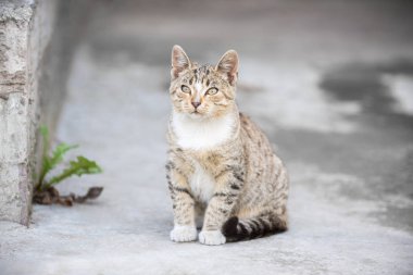 Sokak sevimli küçük kedigri renkli kaplumbağa evin yakınındaki kaldırımda oturuyor ve çizgili bir kedi nin sokak portresi izler.