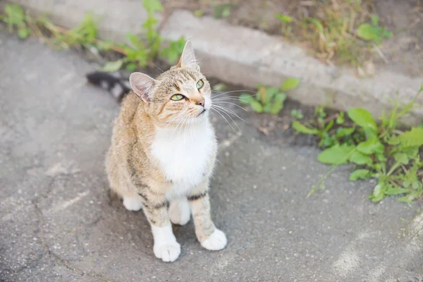 かわいいストリート猫グレーの亀の色は、アスファルトに座って、緑の目を持つタビー猫のストリートポートレート. — ストック写真