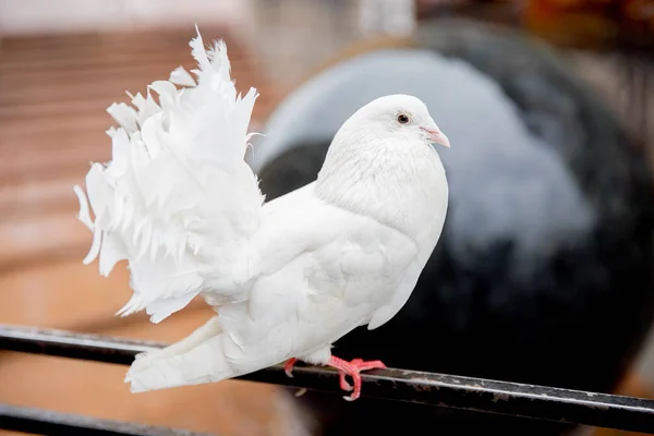 Metal çit üzerinde oturan kabarık kuyrukları ile Alne güzel beyaz güvercin.