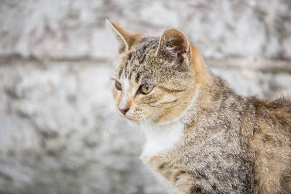 Gri bir arka plan üzerinde güzel bir sokak çizgili kedi yavrusu portresi.