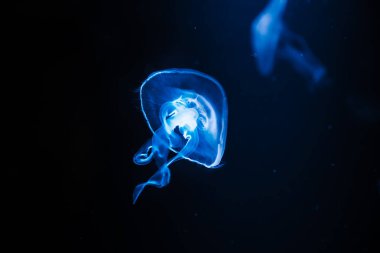 Siyah arka planda parlayan deniz anaları, su altı uzayı. Kopyalama alanı.