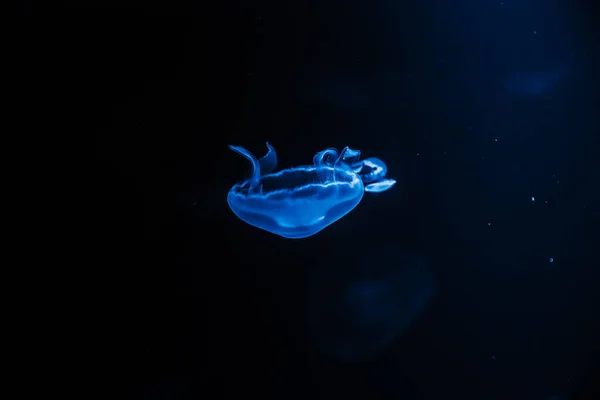 摘要海背景-水族馆蓝色水母. 复制空间. — 图库照片