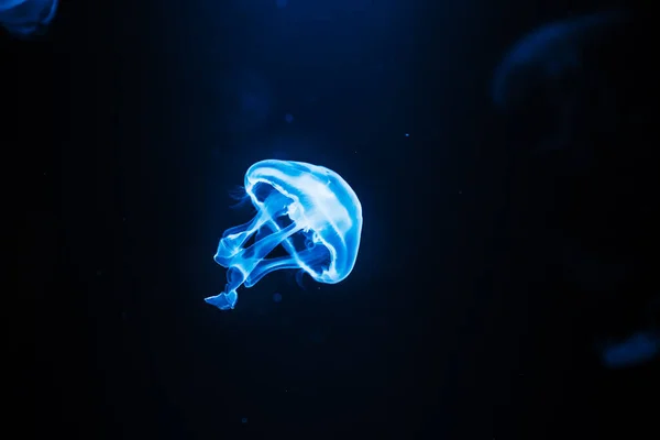 Meduze de mare strălucitoare pe un fundal negru, viaţă subacvatică. Close up . — Fotografie, imagine de stoc