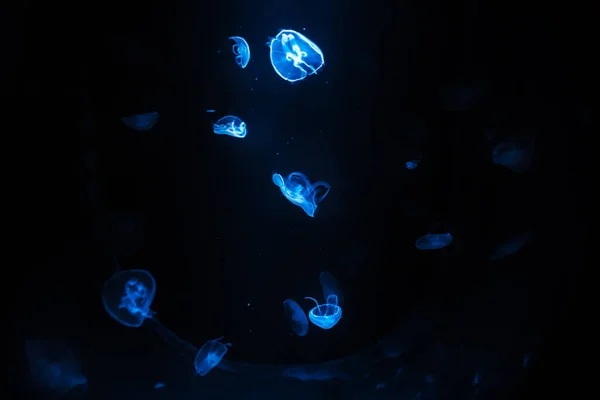 Deniz suyundaki güzel mavi denizanası, soyut bir arka plan. Deniz yaşamının gelişimi kavramı.