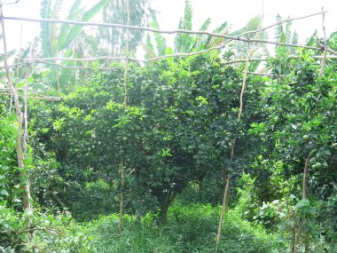 Thanh Binh eyaletinde birçok meyve ile portakal ağacı, Viet Nam